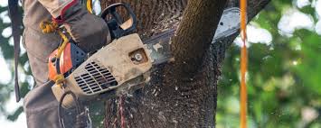 Best Emergency Tree Removal  in Price, UT