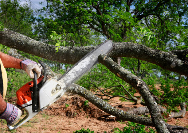 Best Fruit Tree Pruning  in Price, UT